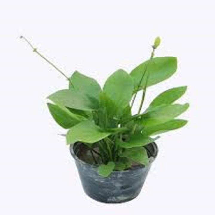 CHẬU CÂY BÁCH THỦY TIÊN