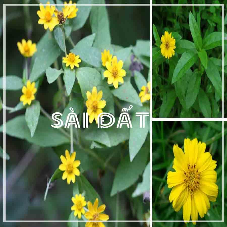 Cây sài đất tắm ngứa và rôm sảy - cây giống trong bầu đất đảm bảo khỏe mạnh