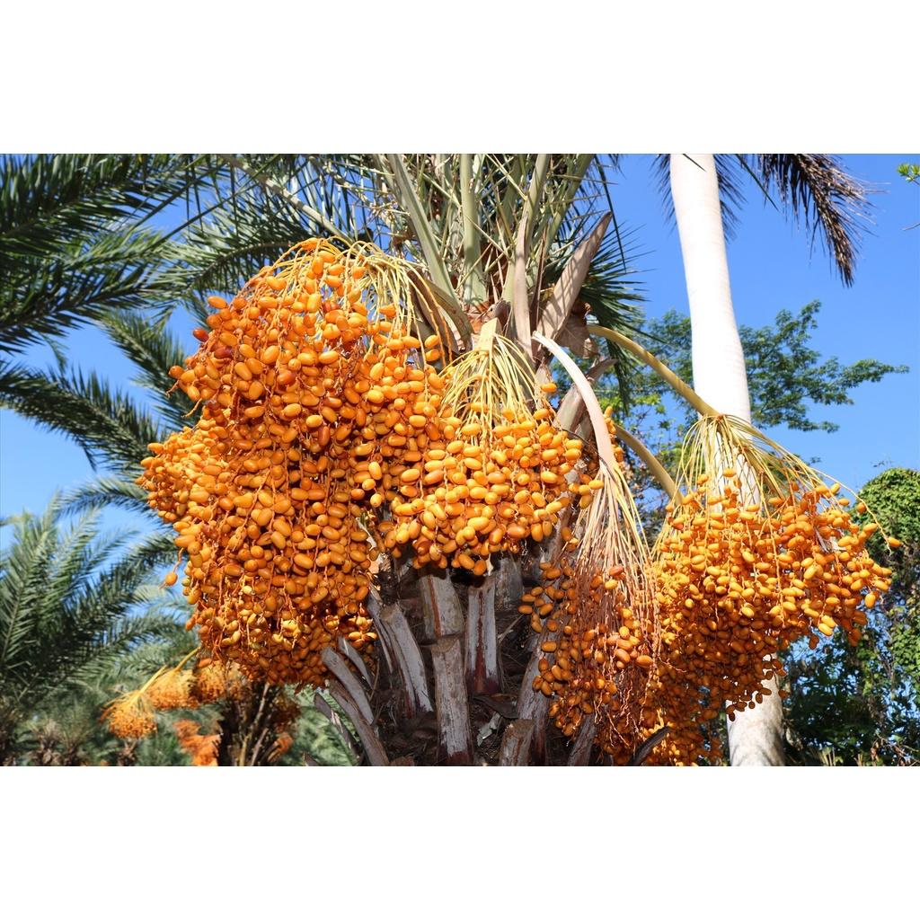 CÂY GIỐNG CHÀ LÀ ĂN QUẢ KHALAS-QUẢ VÀNG TO