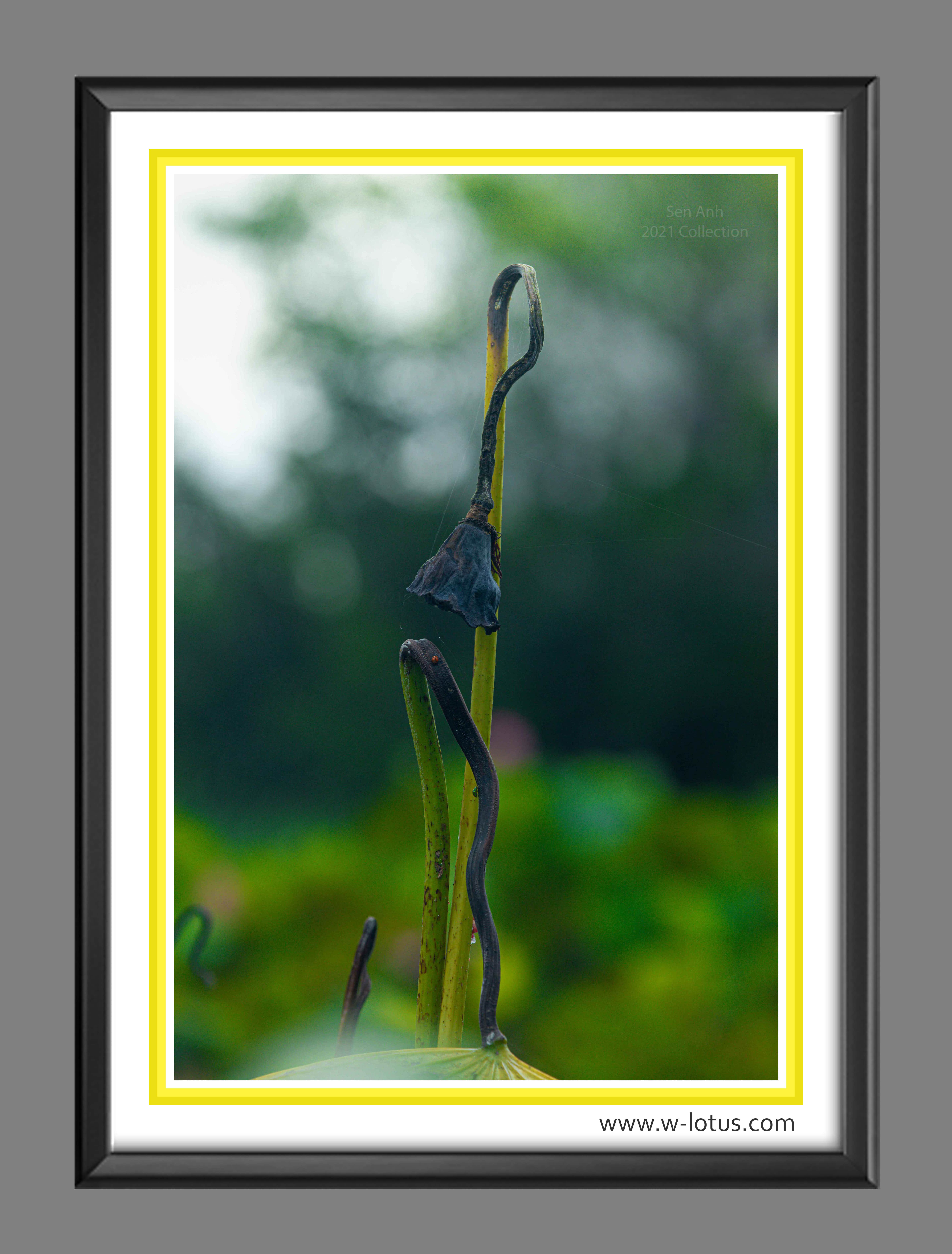 Tranh canvas hoa Sen treo phòng khách ST-00464