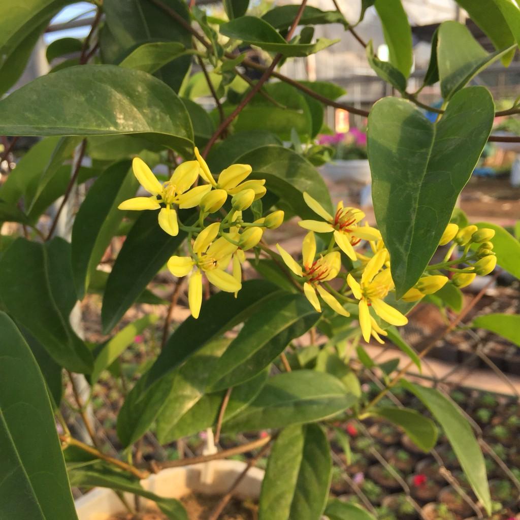 Cây MAI HOÀNG YẾN chậu treo sum suê hoa nở bắt mắt lá xanh mướt, cây thích hợp treo ban công trồng leo giàn