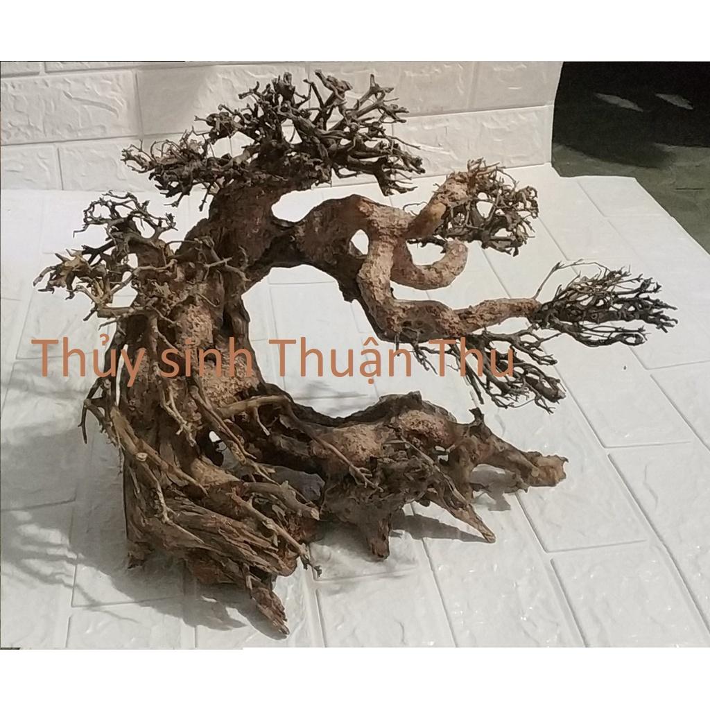 Lũa Bonsai Thủy Sinh nhiều size