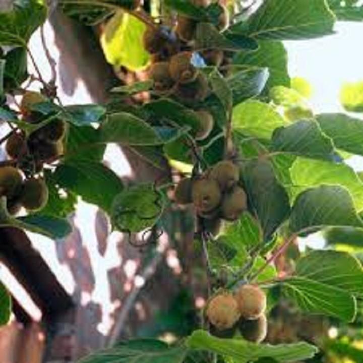 CÂY GIỐNG KIWI RUỘT VÀNG QUẢ SỚM