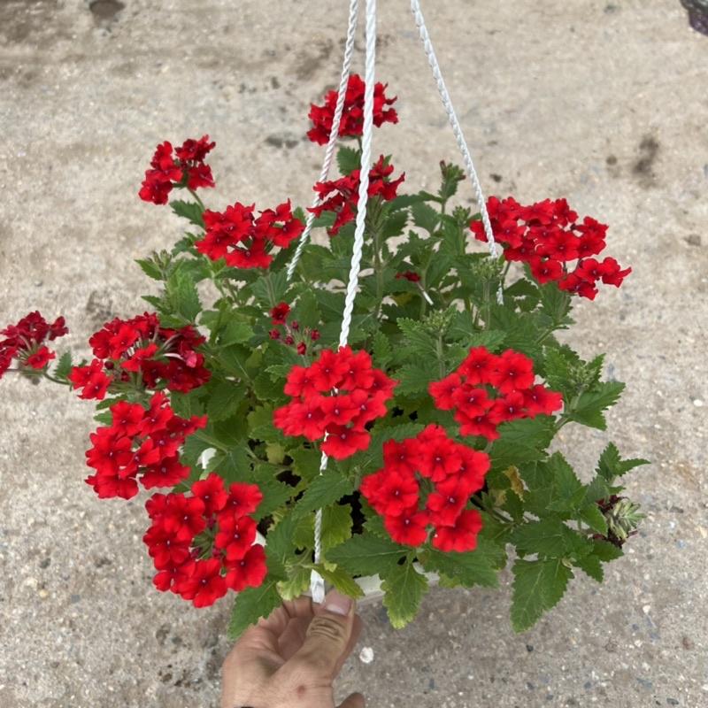 Chậu hoa cúc indo treo dài rủ 15-20cm, cúc nữ hoàng nở rực rỡ đẹp mắt, treo trang trí ban công, sân vườn