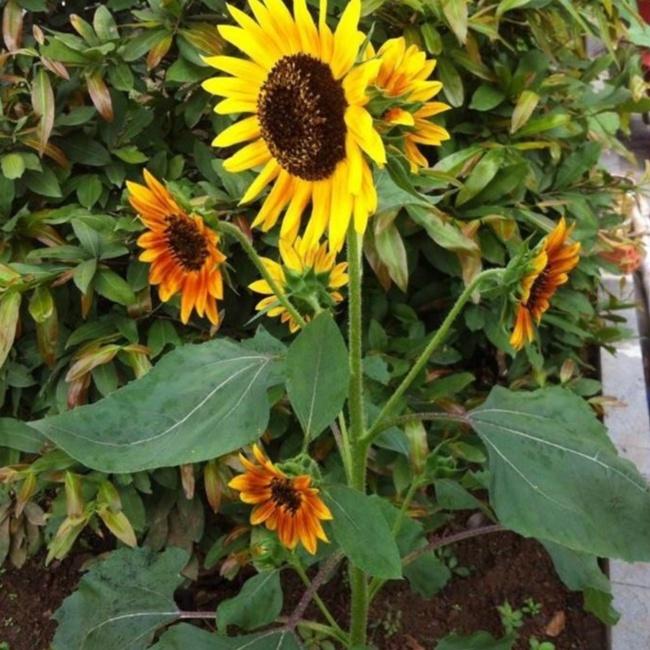 Hạt giống hoa hướng dương cam/gói 10 hạt