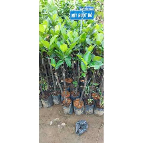Cây giống mít thước siêu trái