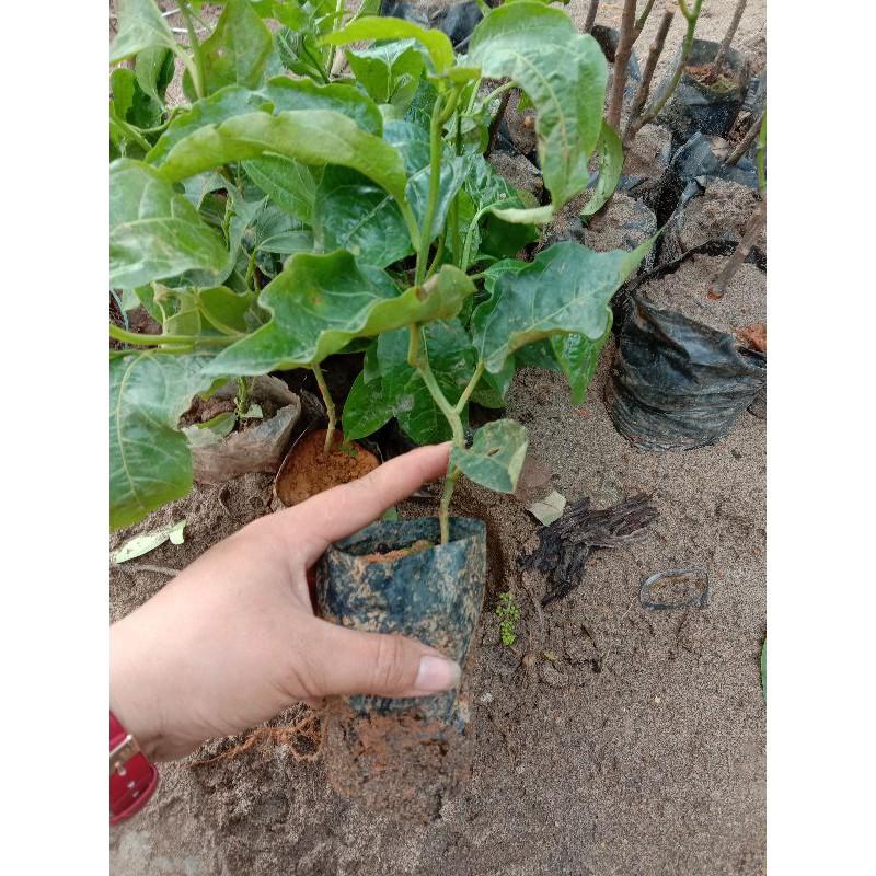 2Cây giống Chanh leo quả tím