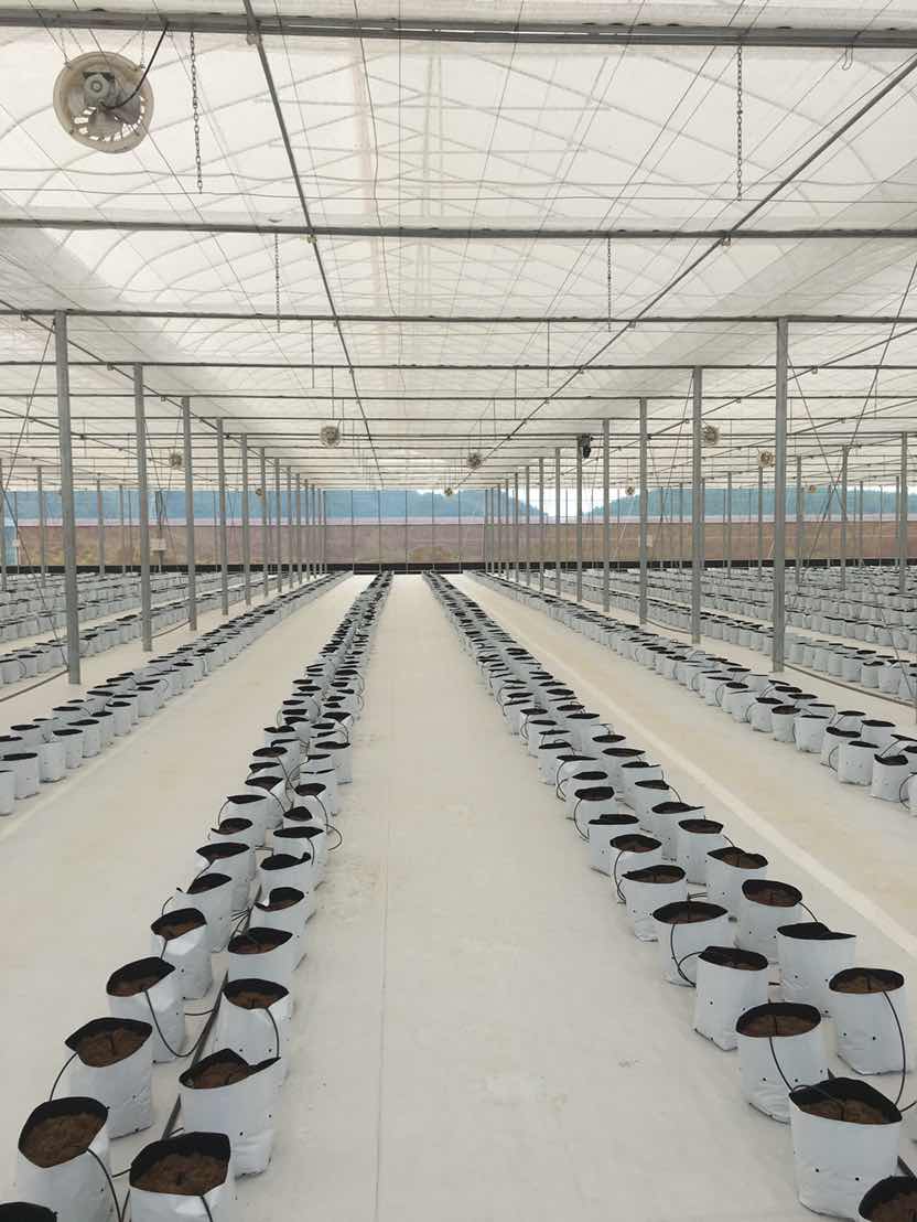 Băng dính vá màng nylon nhà kính nông nghiệp công nghệ cao Nhật Bản