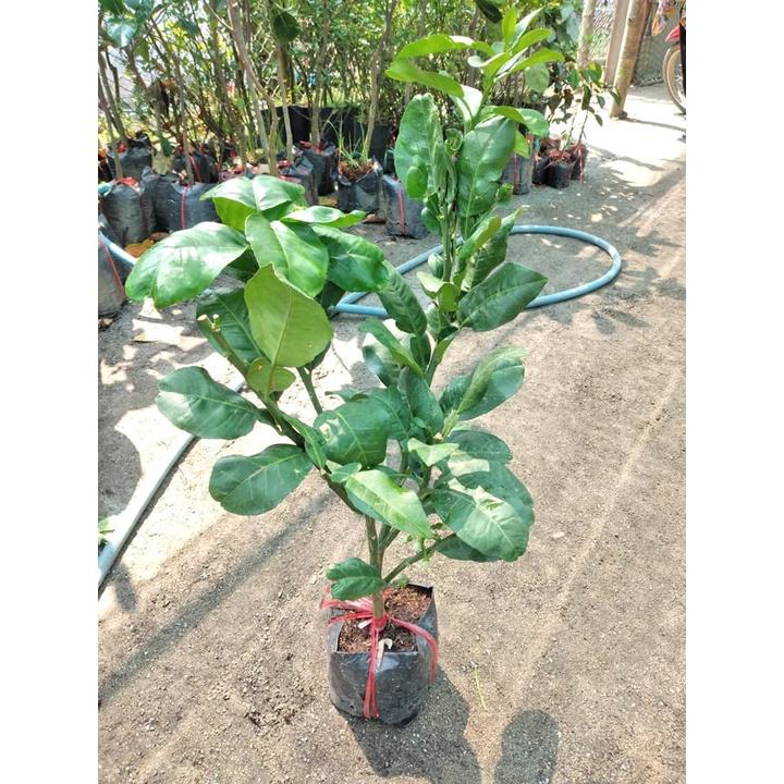 Cây giống bưởi da xanh ruột hồng