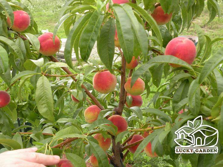 CÂY ĐÀO TIÊN NHẬT BẢN - CAM KẾT GIỐNG CHUẨN
