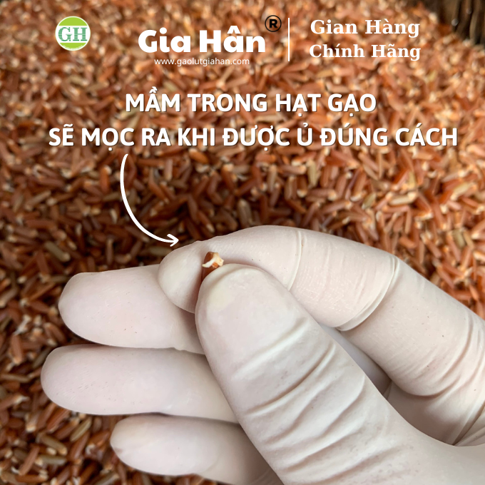 TRÀ GẠO LỨT GIẢM CÂN GIA HÂN , GIẢM MỠ  [ 300G] 100% Thiên nhiên