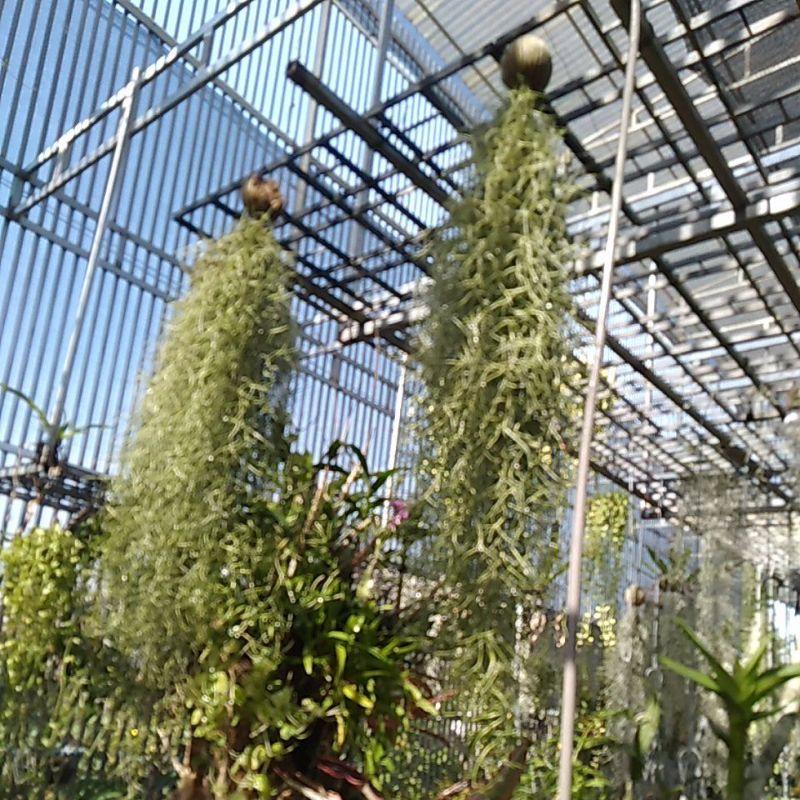 Cây không khí đẹp rẻ nhất tại vườn