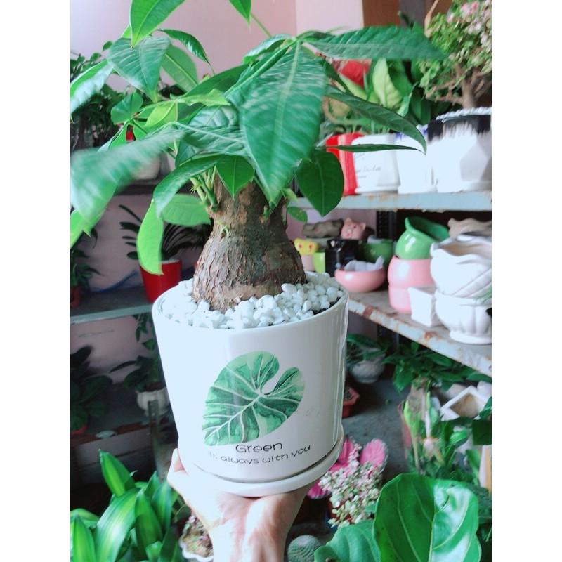 Chậu Kim Ngân 1 Thân