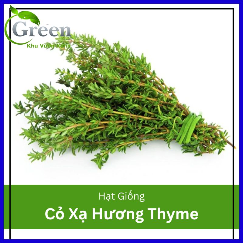 Hạt Giống Cỏ Xạ Hương Thyme