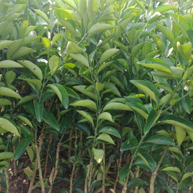 Cây giống cây cam sành