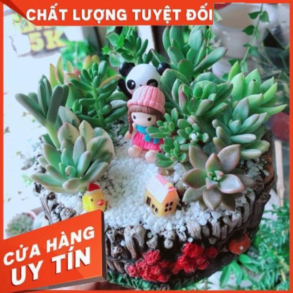 Chậu sen đá mix