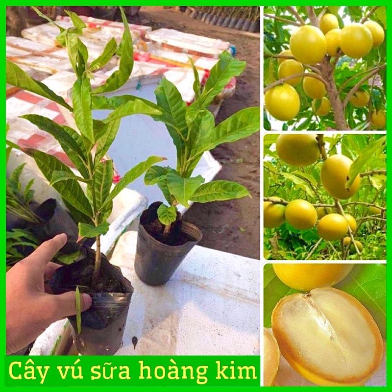 CÂY GIỐNG VÚ SỮA HOÀNG KIM - VÚ SỮA VÀNG VỎ MỎNG THỊT DÀY THƠM ( ảnh thật hình cuối)