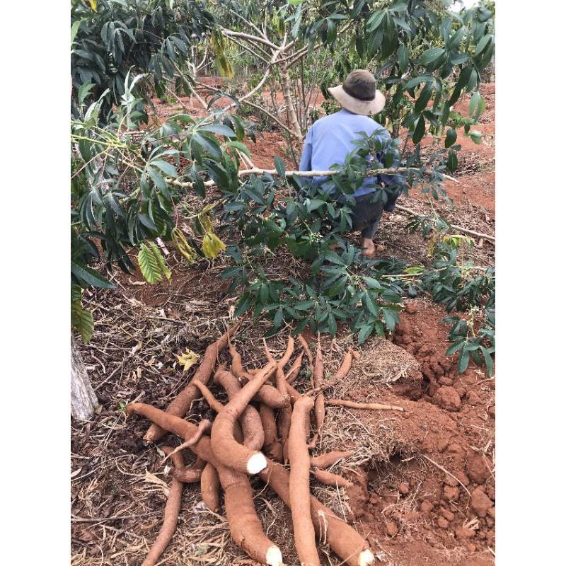 Cây giống khoai sắn ruột vàng khoai mì vàng giống