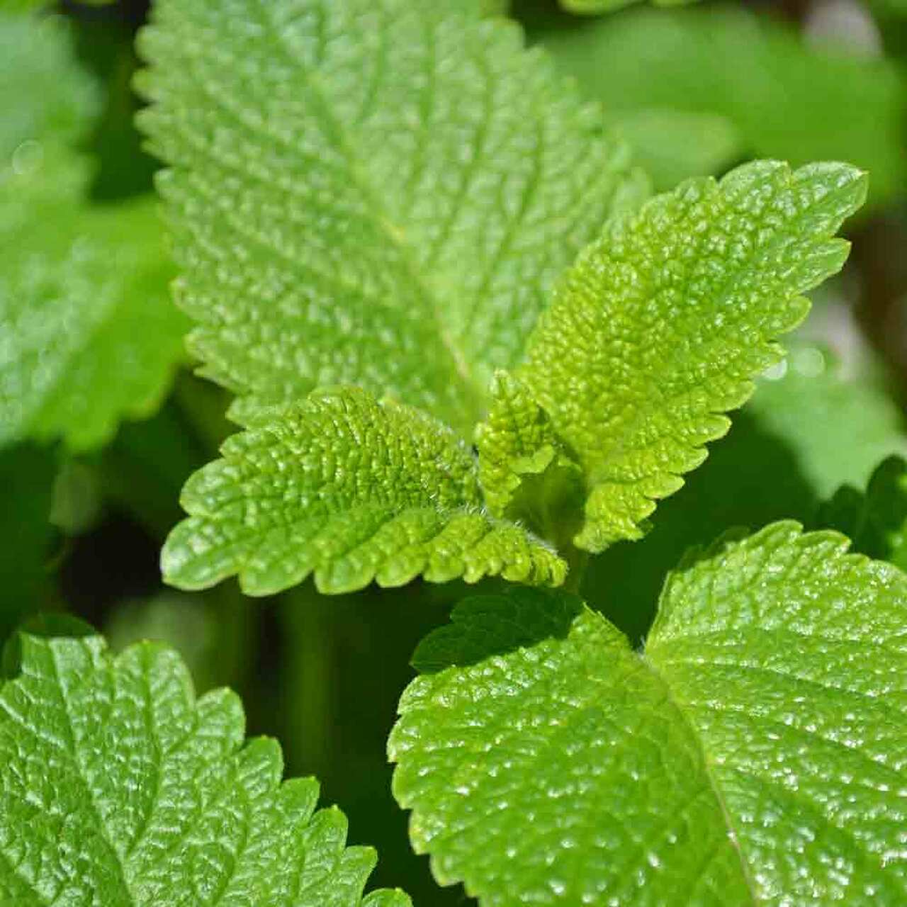 Hạt Giống Bạc Hà Chanh Lemon Balm (Tía Tô Đất)