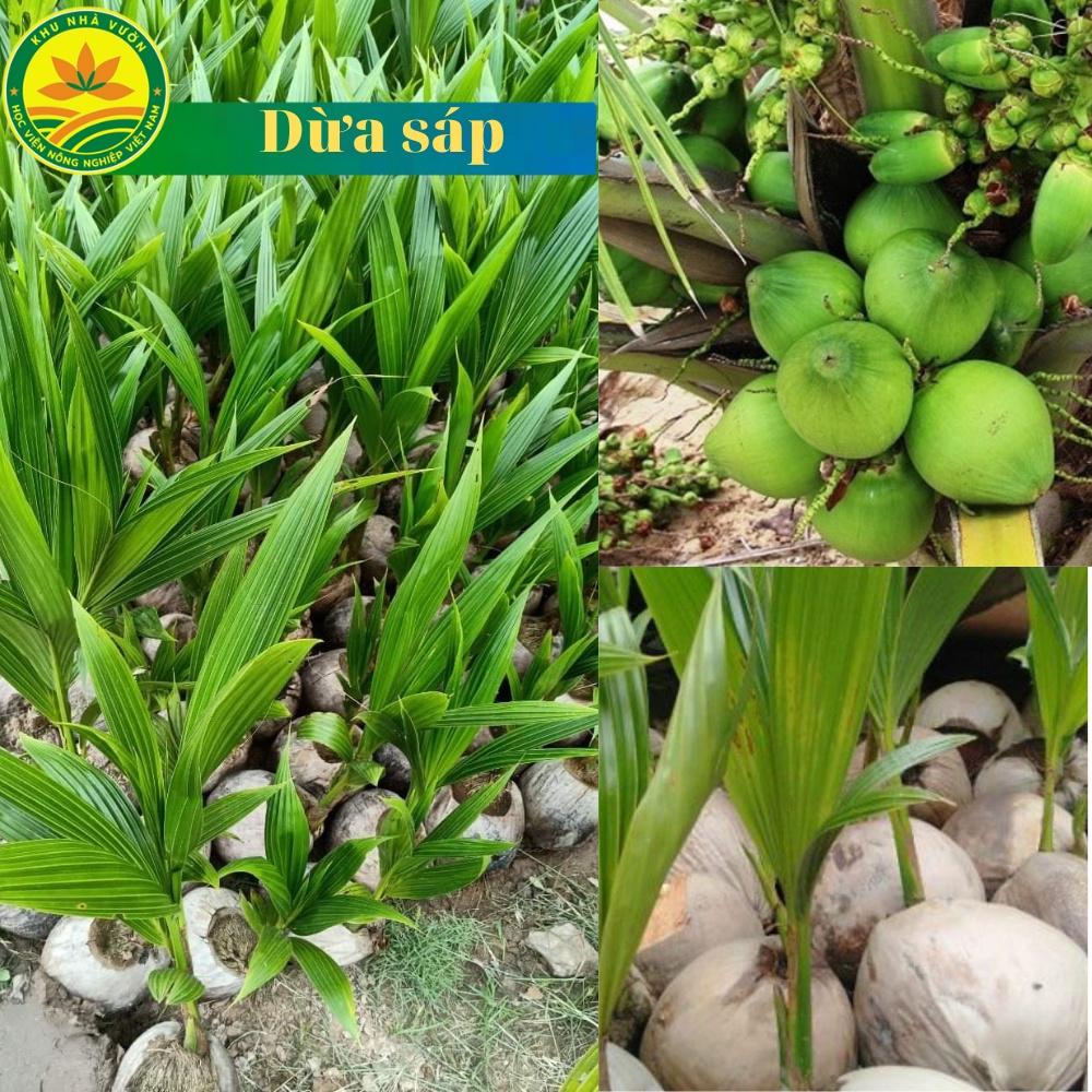 Cây giống dừa sáp,ruột đặc,dẻo có hương vị béo mềm
