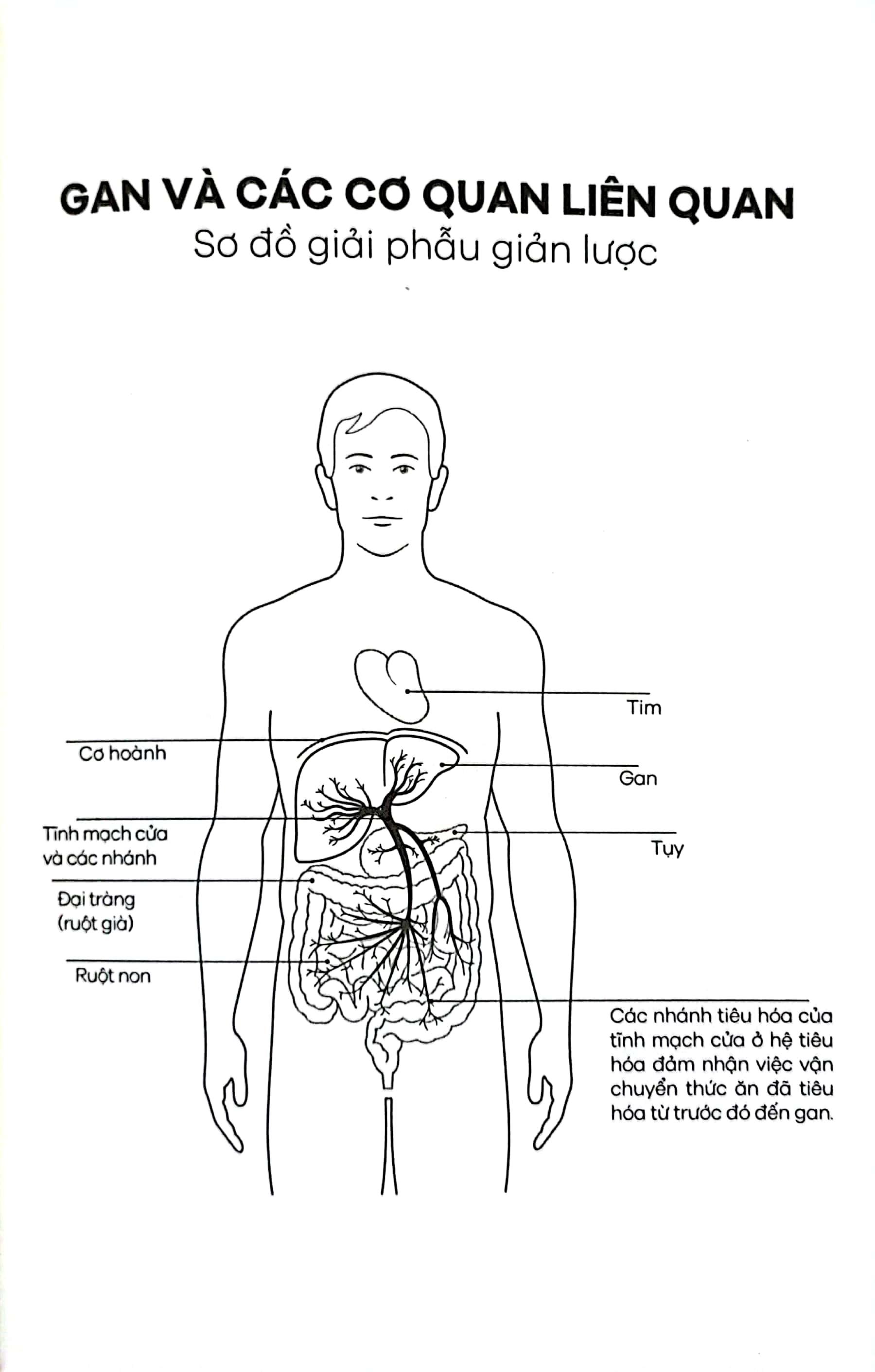 Gan Ơi Là Gan - Người Hùng Thầm Lặng Trong Cơ Thể Giúp Chúng Ta Sống Lâu Và Khỏe Mạnh