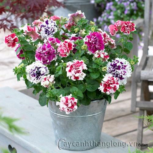Hạt giống hoa dạ yến thảo kép viền nhiều màu - 10 hạt/gói
