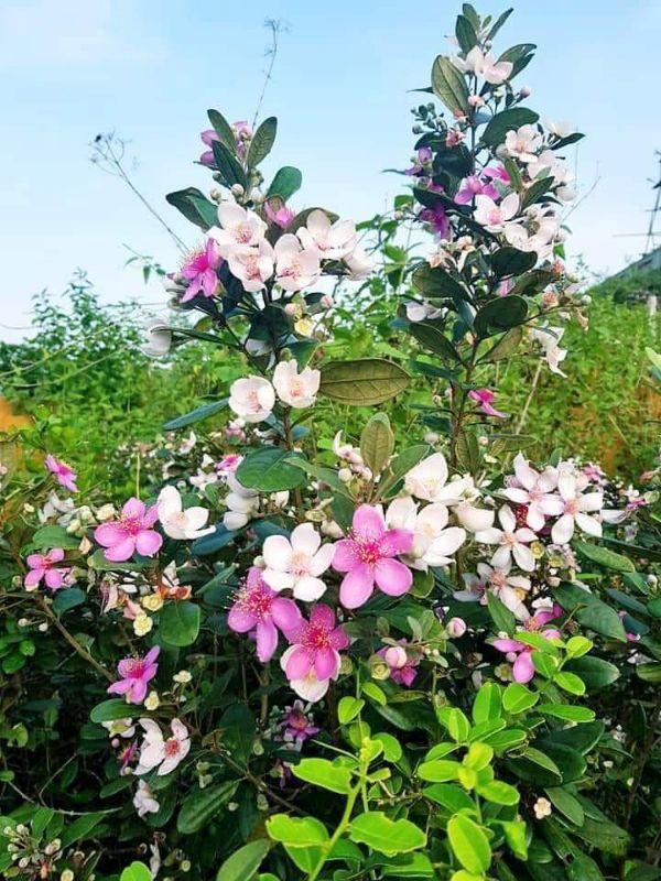 Com bo 4 cây sim ăn quả cây đẹp giống chuẩn
