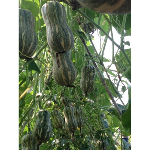 HẠT GIỐNG BÍ HẠT ĐẬU F1