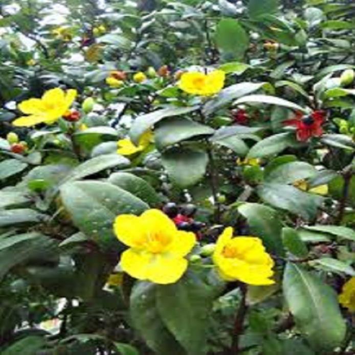 Cây Mai Tứ Quý LỚN
