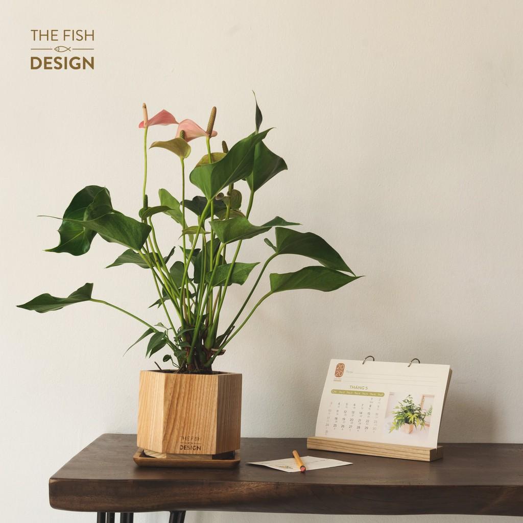 Chậu cây hồng môn | THE FISH SIZE L