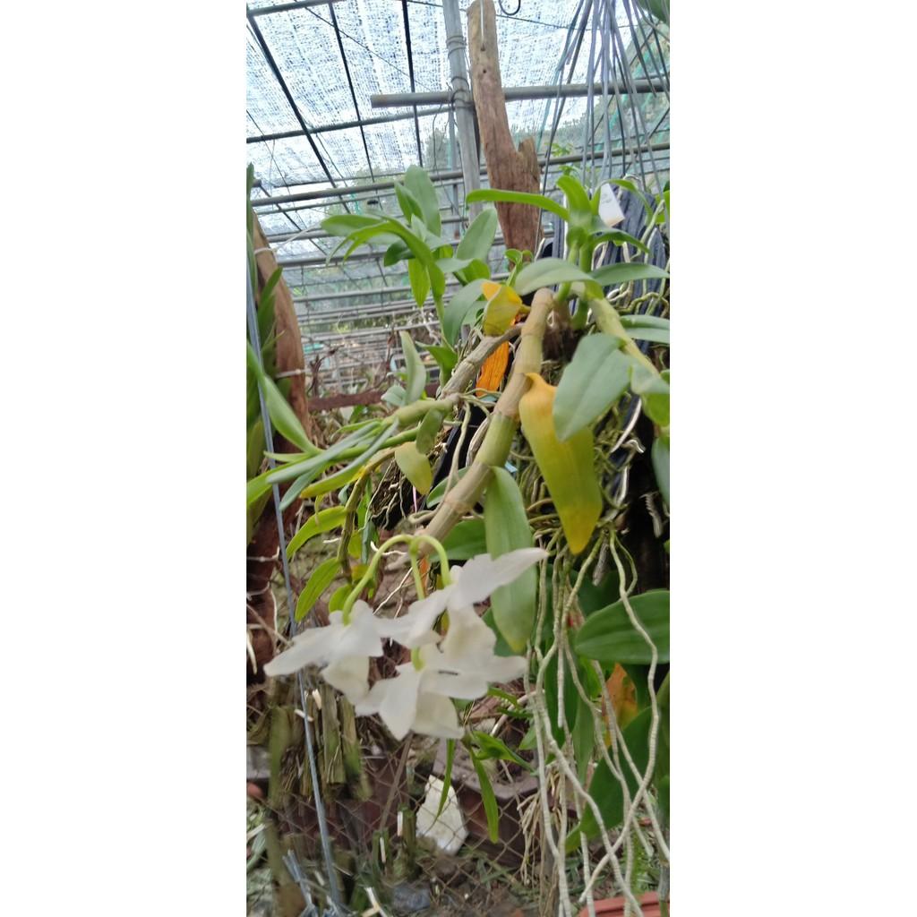 Hoa phong lan phi điệp trắng thái