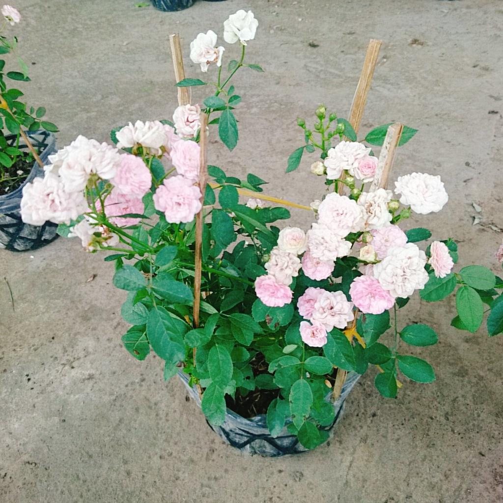 Cây Hồng Bạch Trà (giống mới) - Hồng Đông Mai