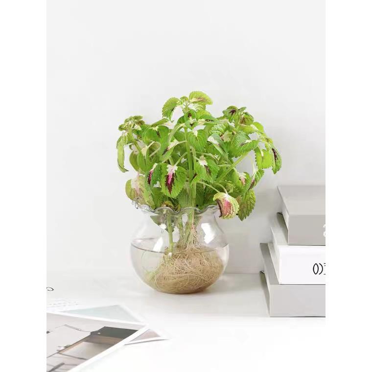 Bể Cá Thủy Tinh Mini, Chậu Cây Thủy Sinh Để Bàn B1