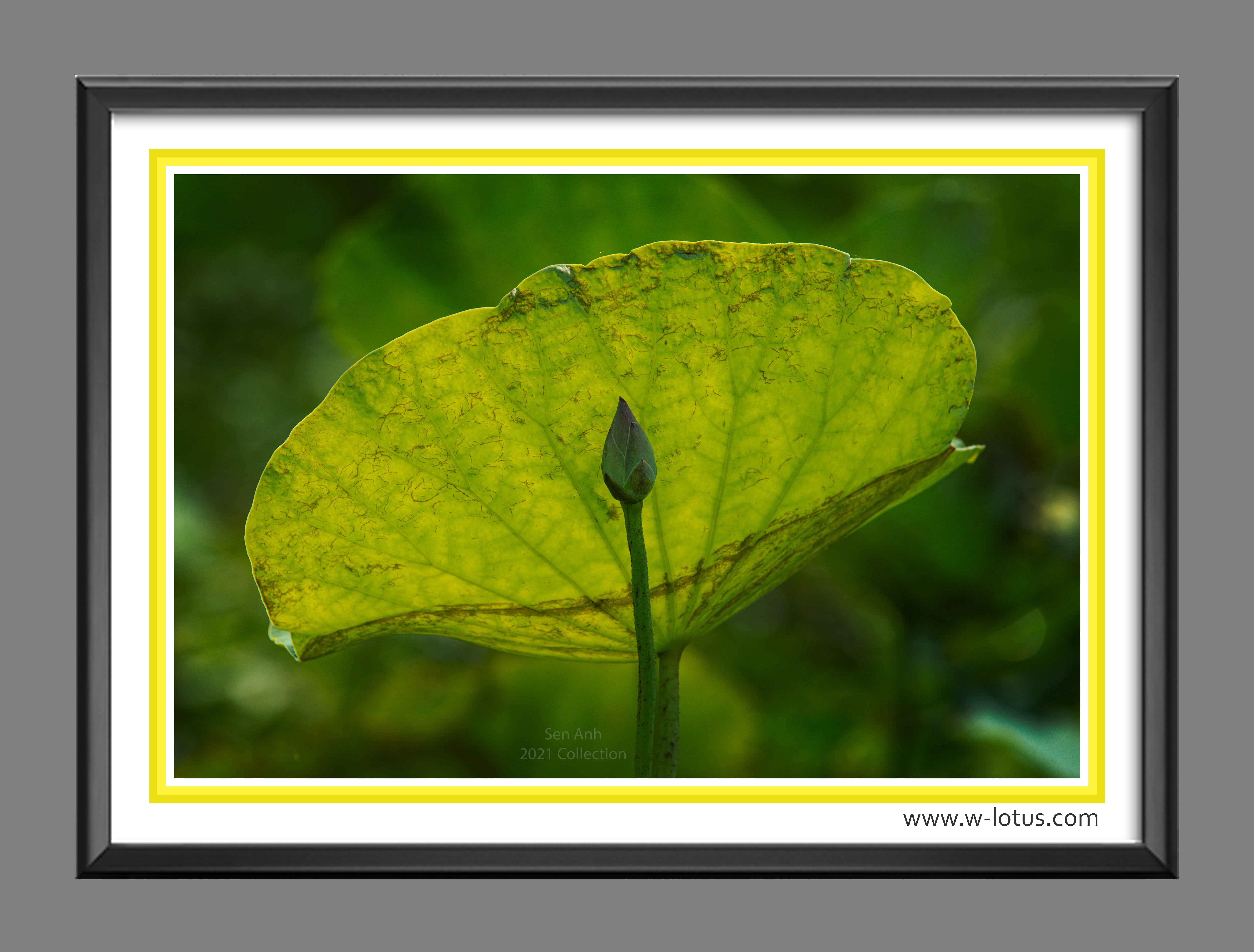 Tranh canvas hoa Sen treo phòng khách ST-00454