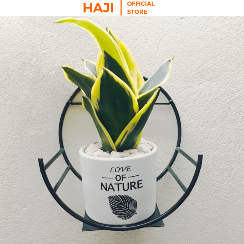 Kệ treo tường bán nguyệt dán tường được xem là đồ nội thất decor nhà cửa xinh xắn thương hiệu HAJI NA16