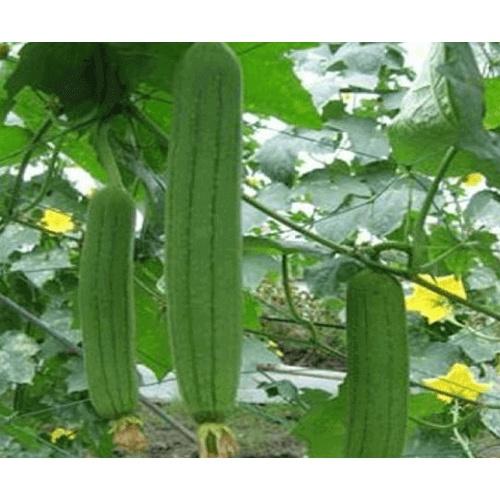 Hạt Giống Mướp Hương Thái Lan -