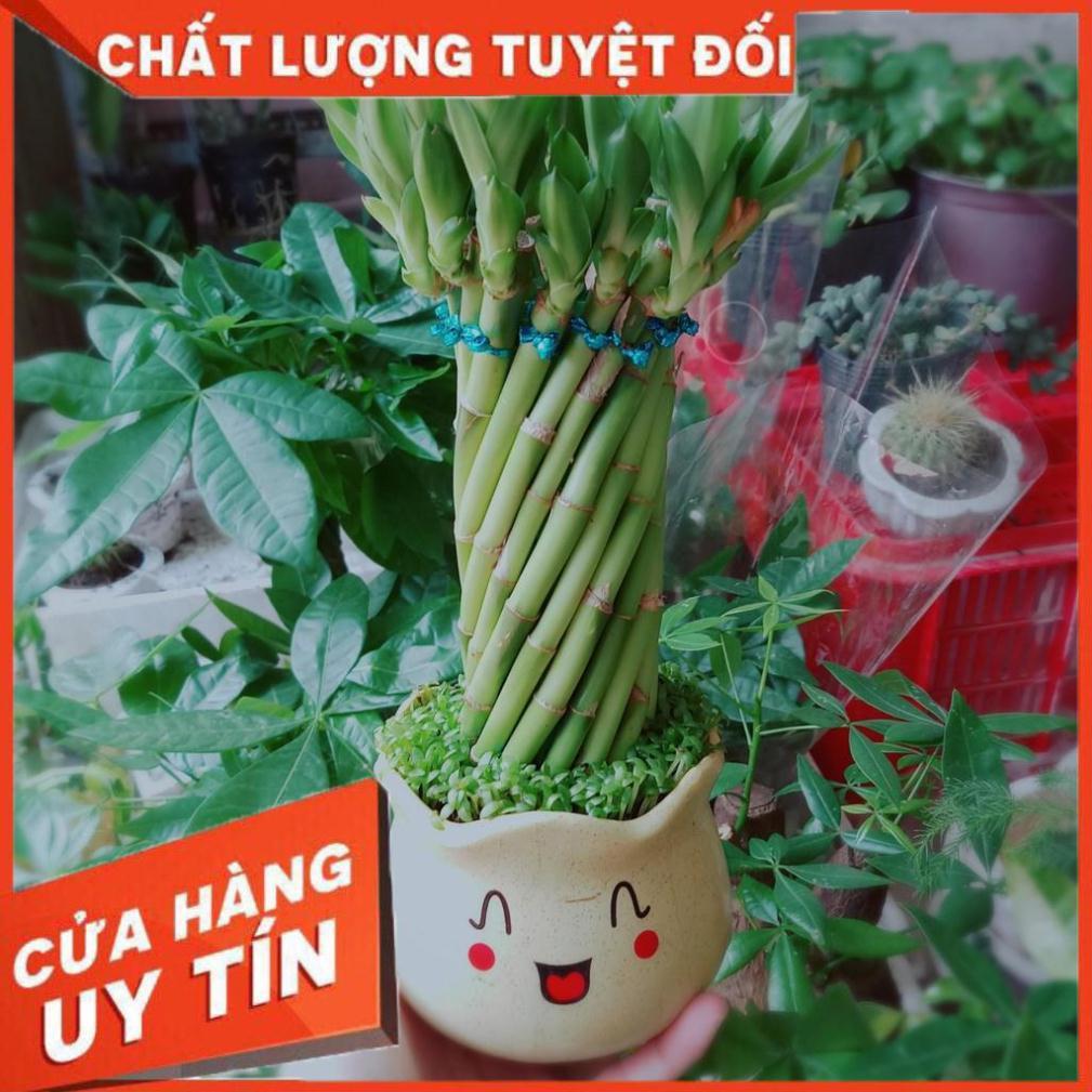 Trúc phát tài 1 Nhiều Người Mua