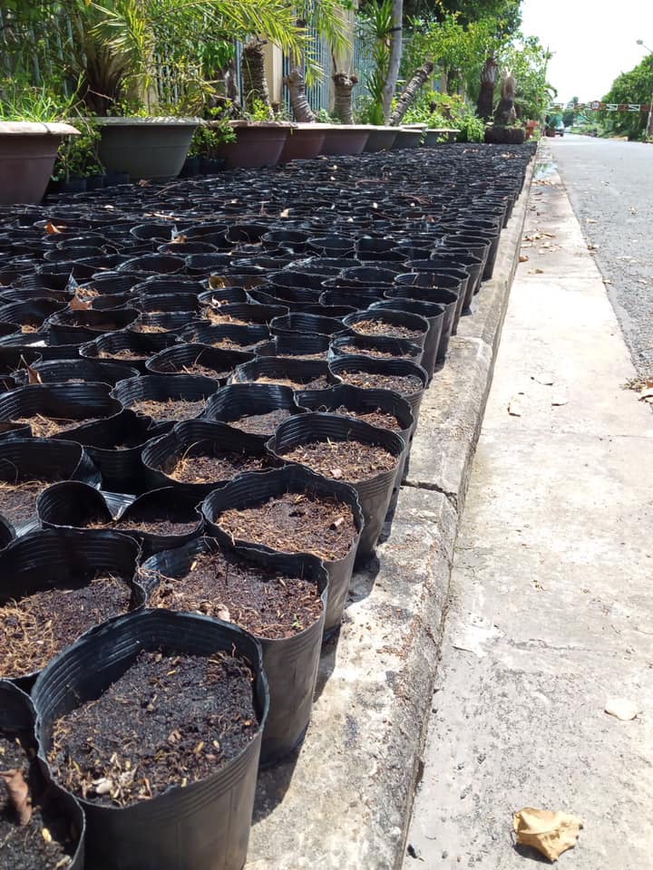 Bầu ươm cây 26x21a 1kg 50 bầu