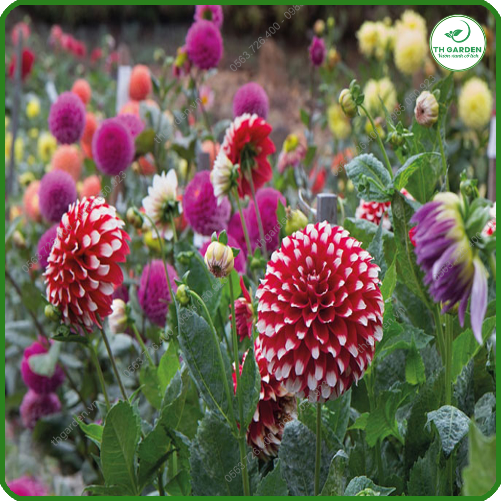 Hạt Giống Hoa Thược Dược Mix Nhiều Màu TH Garden - Hạt Giống Dễ Trồng Dễ Chăm Sóc, Hoa Thơm, Bền Màu, Lâu Tàn
