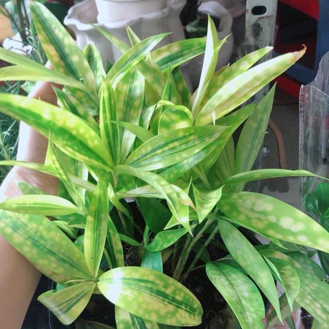 Cây Trúc Trinh Nữ