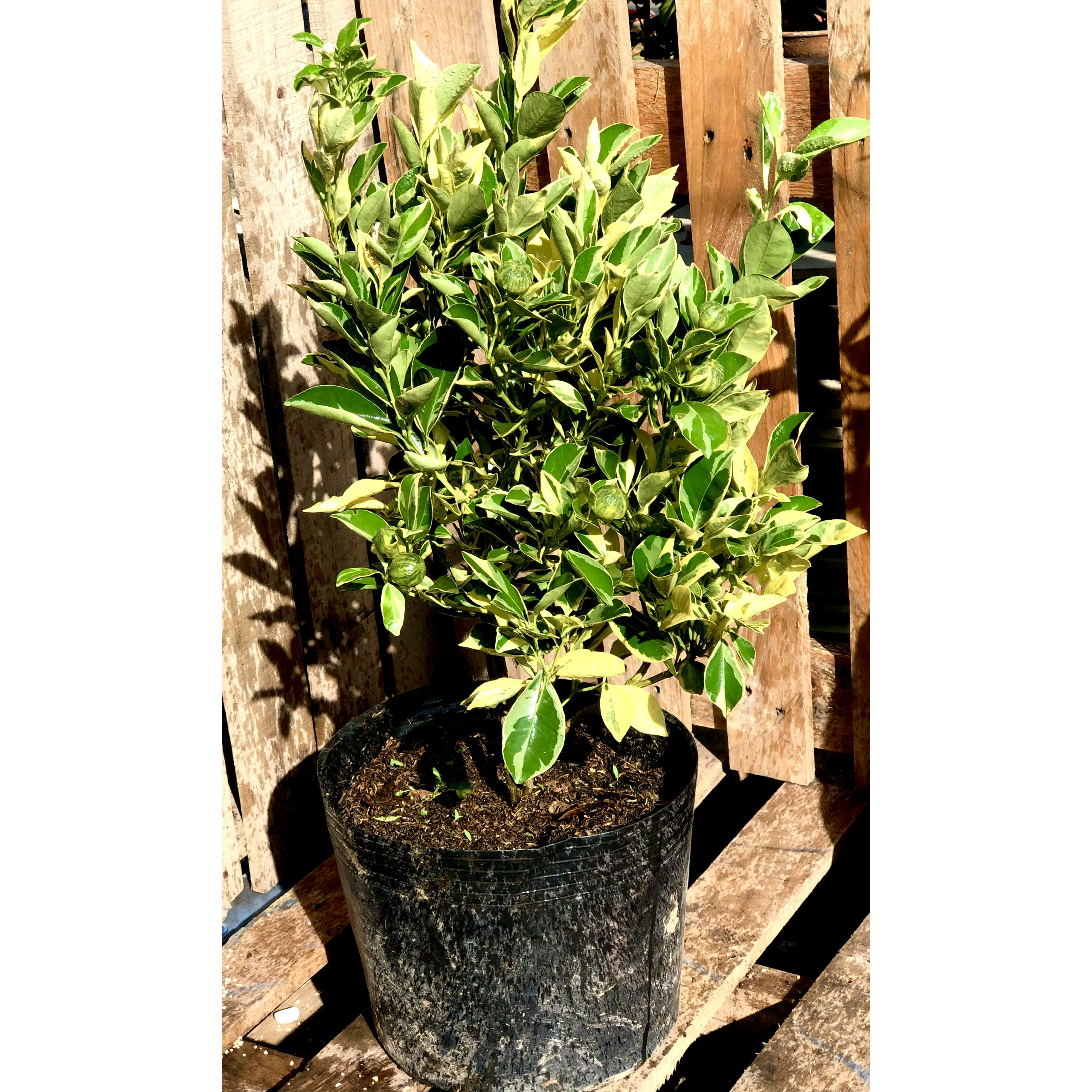 Cây tắc Cẩm Thạch đang có trái cao 50 - 70 cm