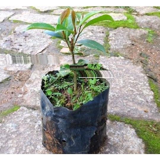 HOA DẠ HỢP HƯƠNG TRẮNG - cây giống nhỏ