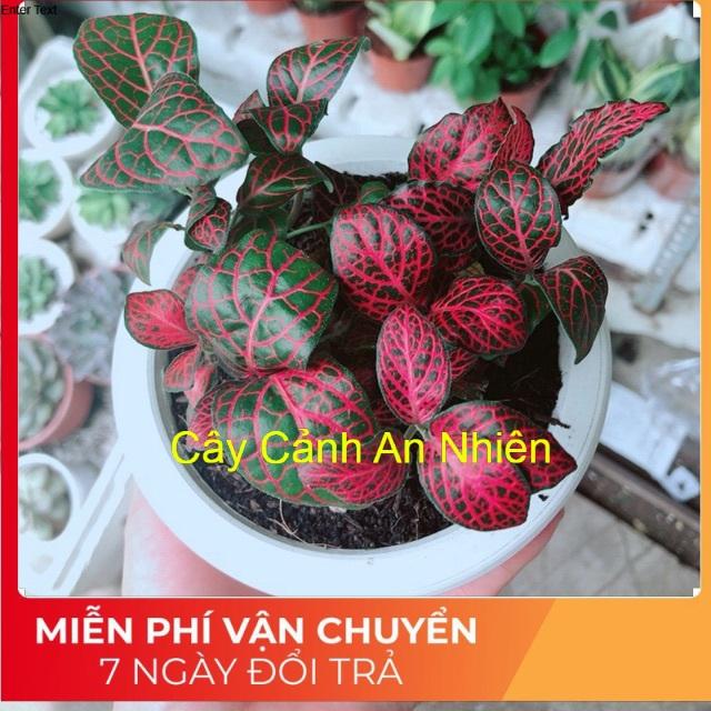 Chậu cây cẩm nhung (cây may mắn)