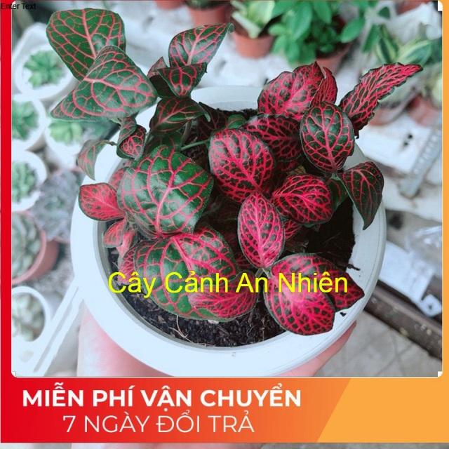 Chậu cây cẩm nhung