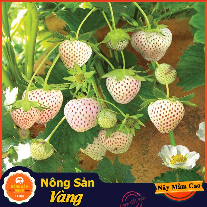 Hạt giống Dâu Tây Trắng - Nông Sản Vàng