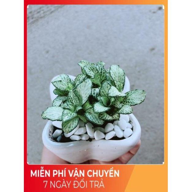 Chậu Cẩm Nhung Xanh