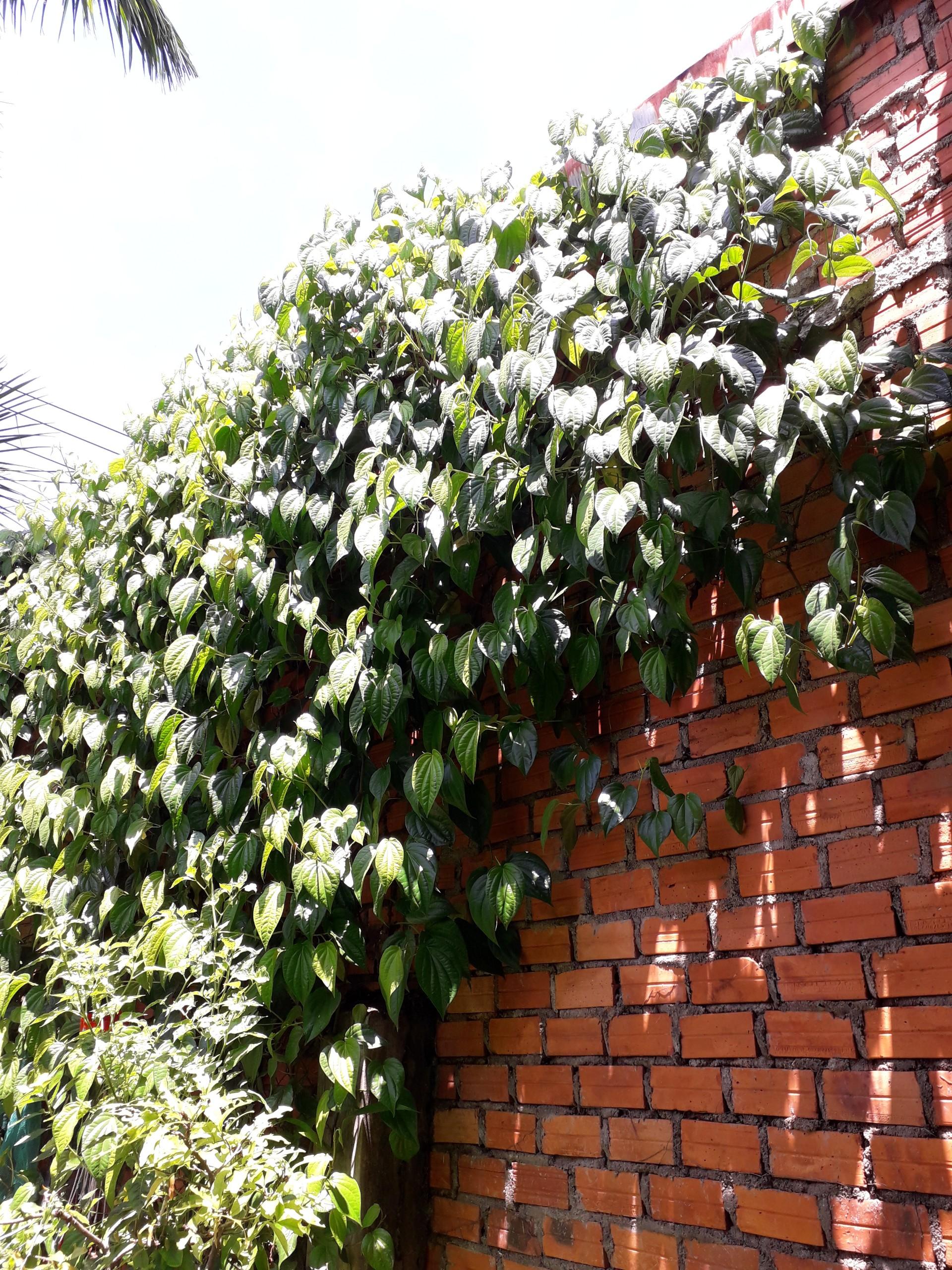 1 KG LÁ TRẦU KHÔNG TƯƠI nhà trồng