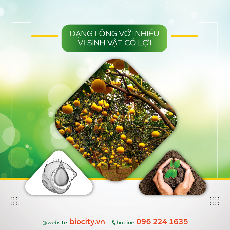 Phân bón sinh học giúp cải tạo phục hồi đất - Phân bón hữu cơ O.hay 5 lit