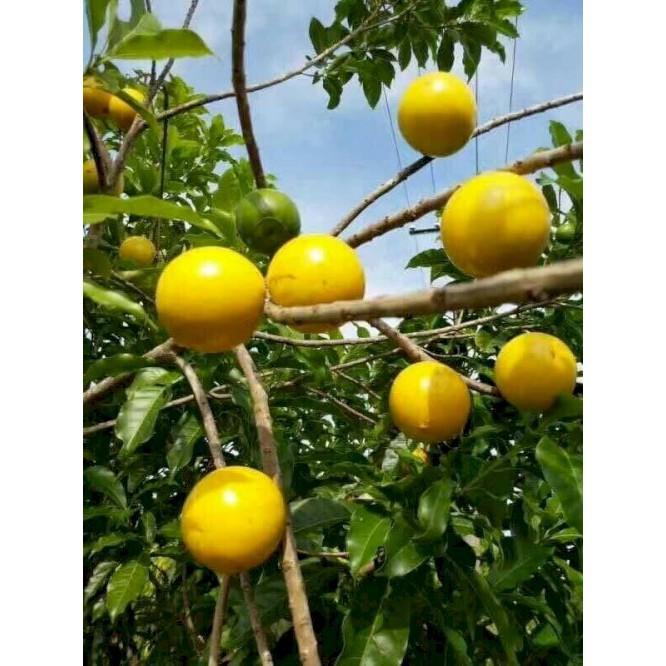 Cây giống vú sữa hoàng kim