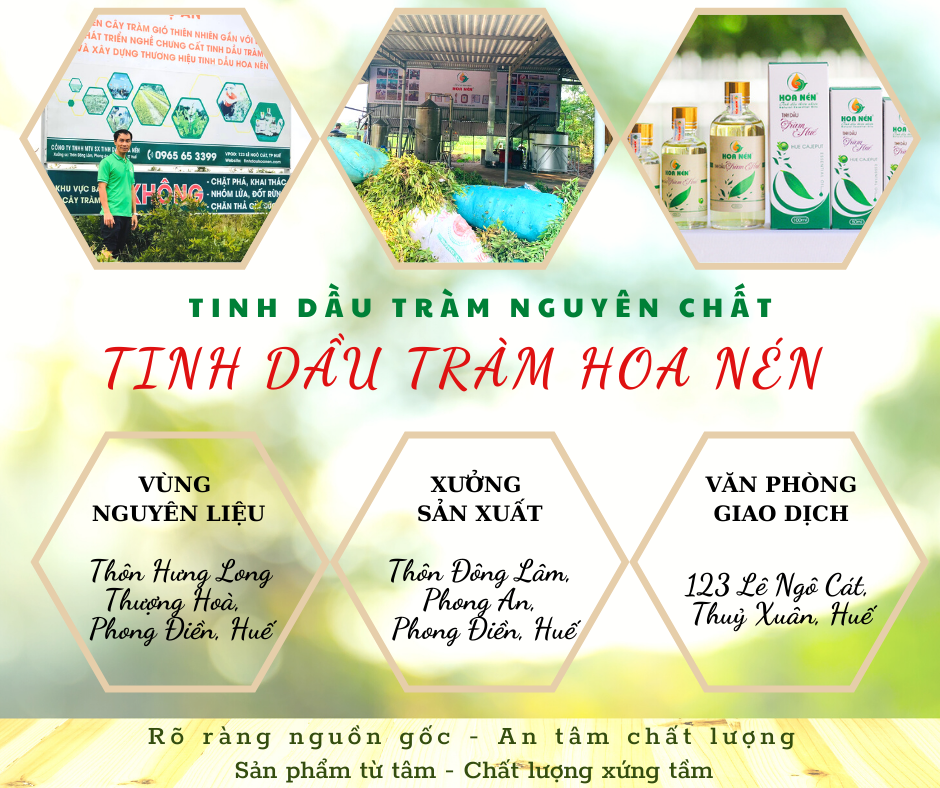 Tinh dầu tràm Huế nguyên chất Hoa Nén - Chuẩn VietGAP - Chăm sóc sức khỏe mẹ và bé 3ml - 100ml